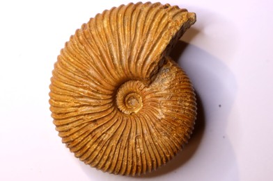 Macrocephalites macrocephalus  Callovien  Région Atsimo-Andrefana, Madagascar