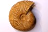 Macrocephalites macrocephalus - Callovien -Région Atsimo-Andrefana, Madagascar