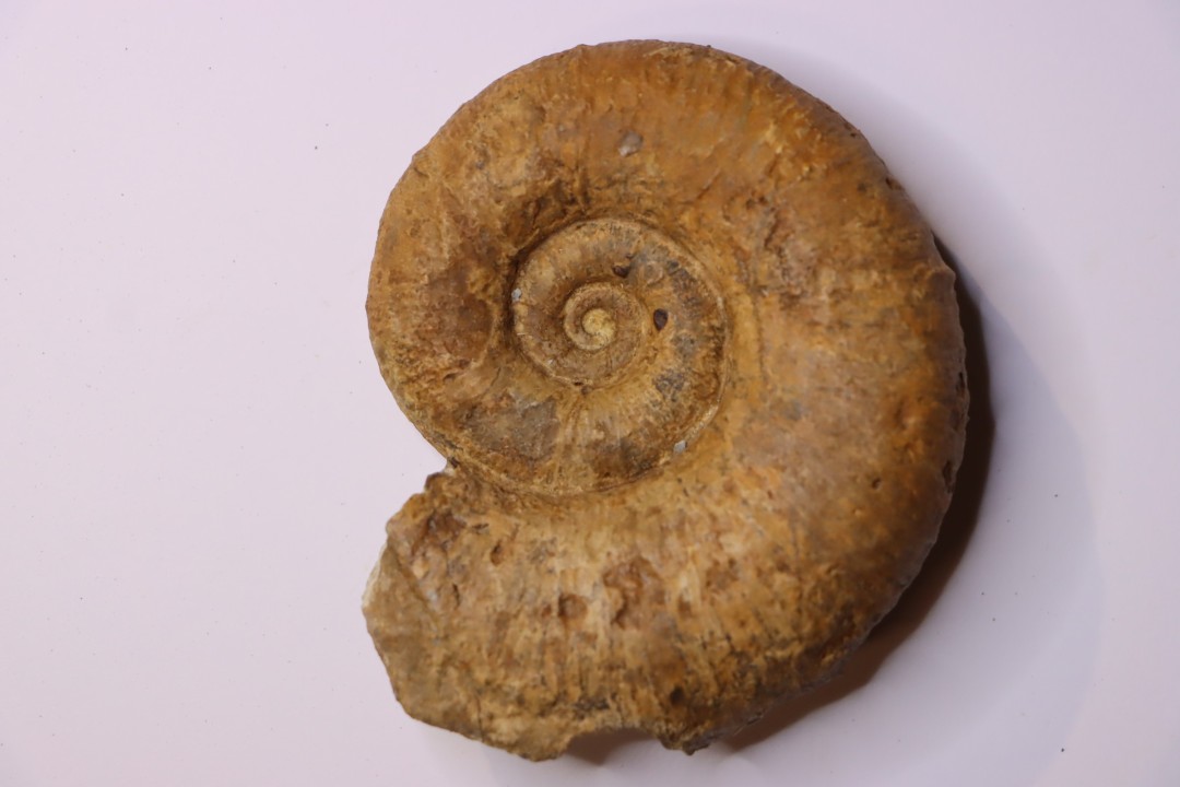 Lytoceras fimbriatum - Carixien - Ennery (57) FRANCE