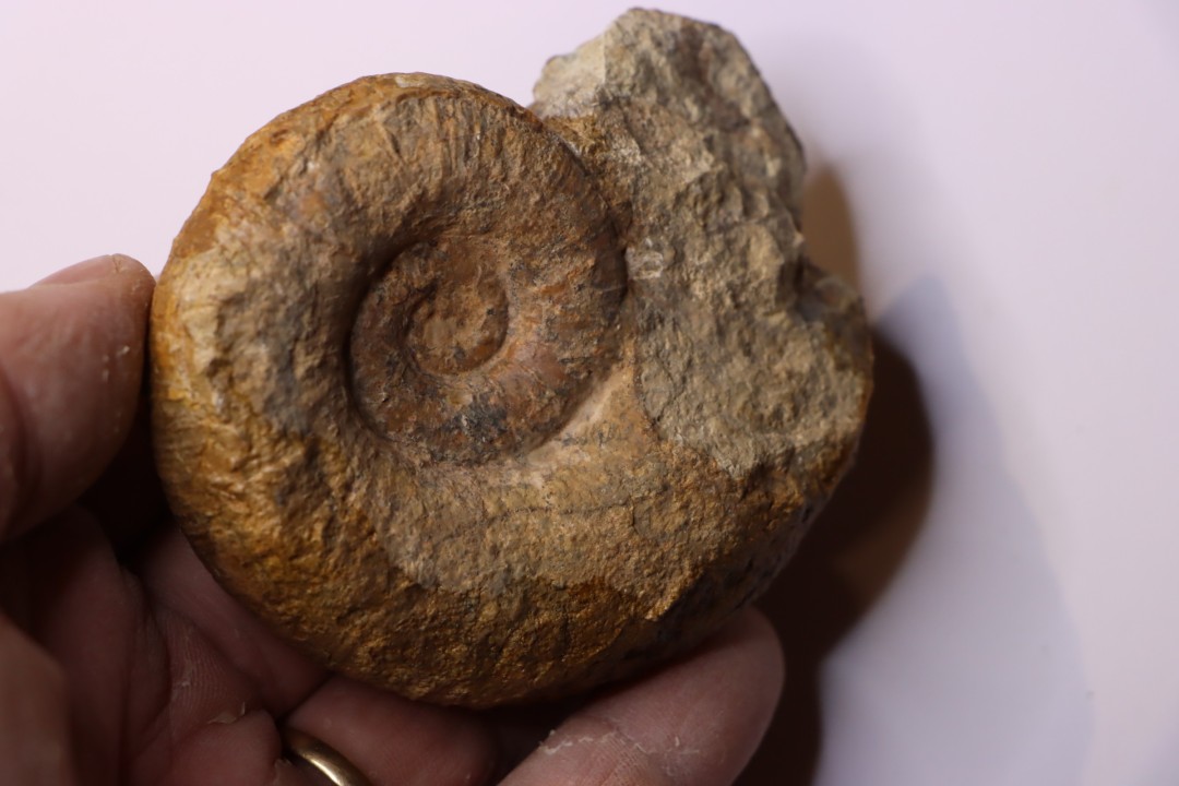 Lytoceras fimbriatum - Carixien - Ennery (57) FRANCE