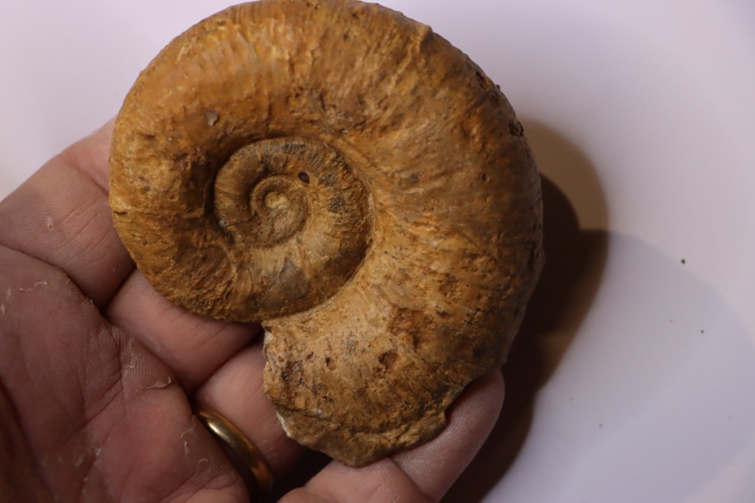 Lytoceras fimbriatum - Carixien - Ennery (57) FRANCE