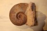 Pachylytoceras dilucidum (oppel, 1856) Aalenian Belmont quarry- LYON - FRANCE