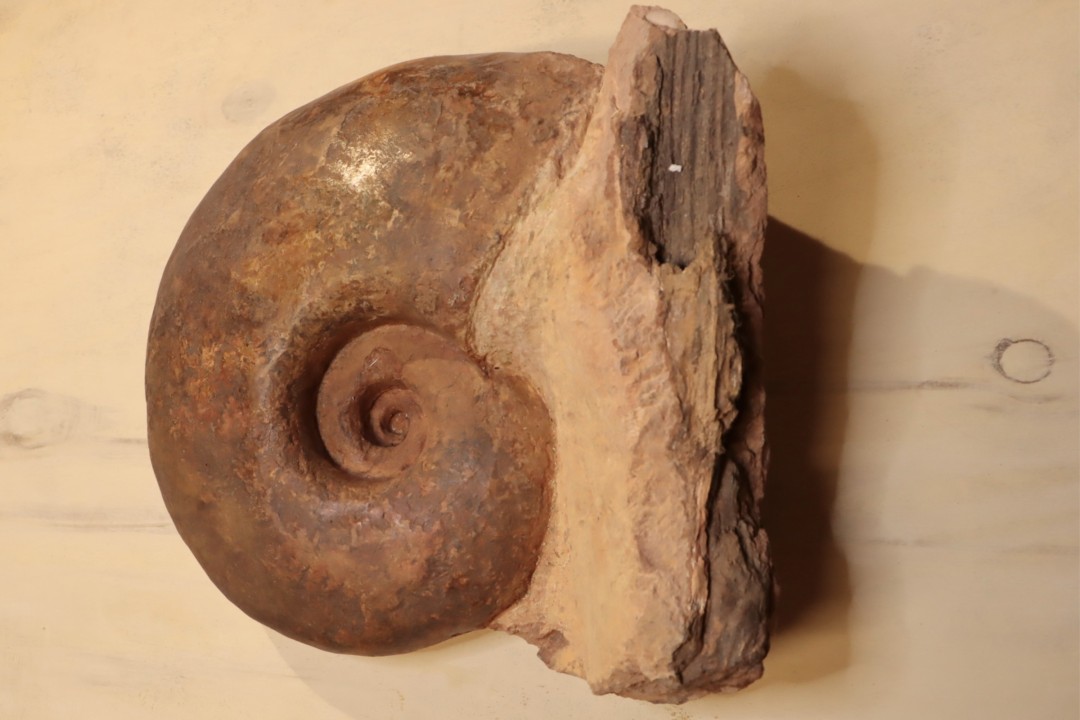 Pachylytoceras dilucidum (oppel, 1856)  Aalenian  Belmont quarry- LYON - FRANCE