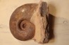 Pachylytoceras dilucidum avec bois fossile Aalenien Carrière Belmont - LYON - FRANCE