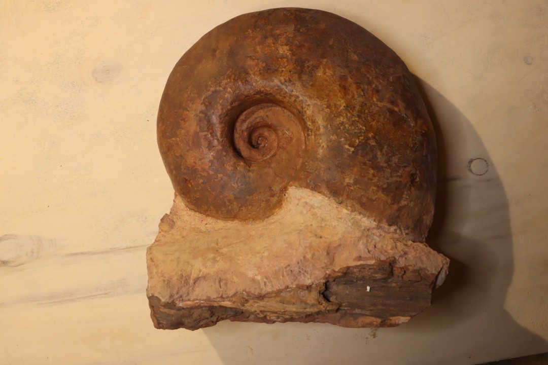 Pachylytoceras dilucidum avec bois fossile  Aalenien  Carrière Belmont - LYON - FRANCE
