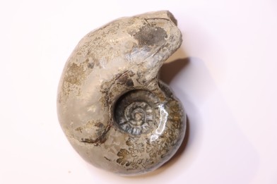 Alocolytoceras germaini  TOARCIEN  Roanne, 42 - FRANCE