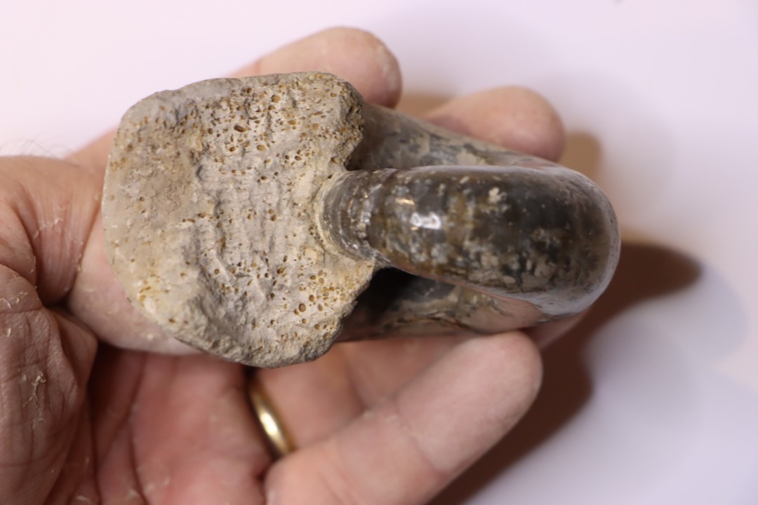 Alocolytoceras germaini  TOARCIEN  Roanne, 42 - FRANCE