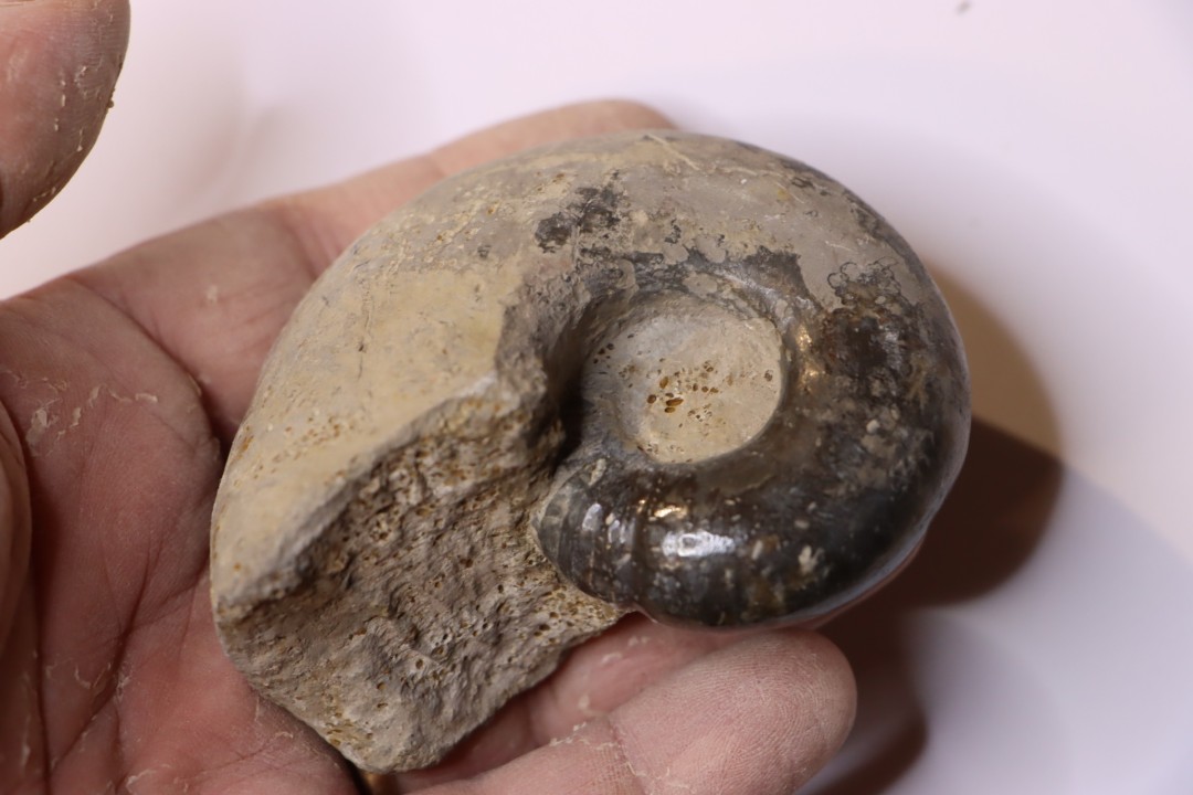 Alocolytoceras germaini  TOARCIEN  Roanne, 42 - FRANCE
