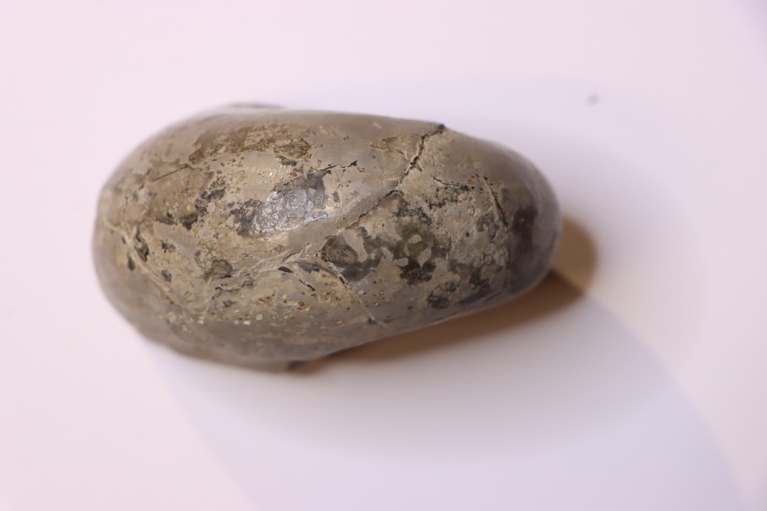 Alocolytoceras germaini  TOARCIEN  Roanne, 42 - FRANCE