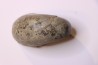 Alocolytoceras germaini TOARCIEN Roanne, 42 - FRANCE