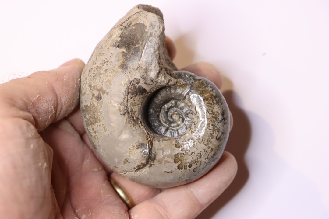 Alocolytoceras germaini  TOARCIEN  Roanne, 42 - FRANCE