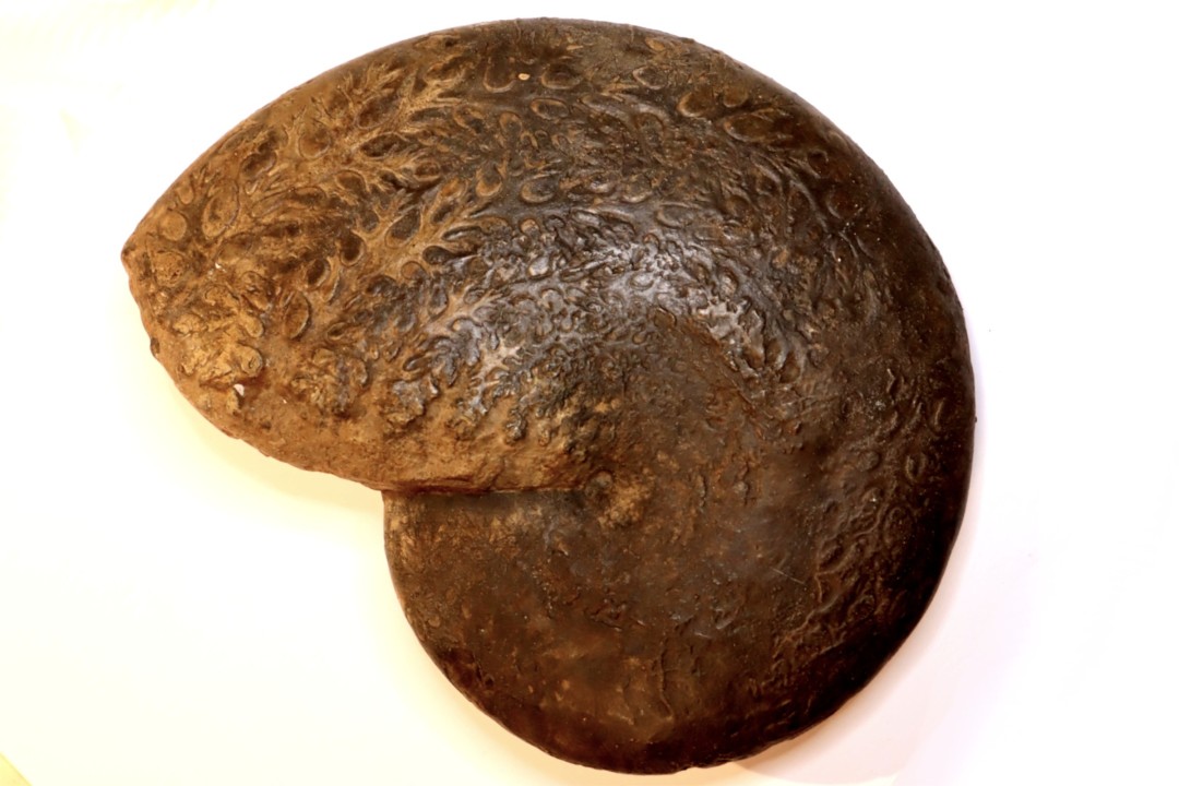 Phylloceras heterophyllum  toarcien  Roanne, 42, FRANCE