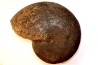 Phylloceras heterophyllum toarcien Roanne, 42, FRANCE