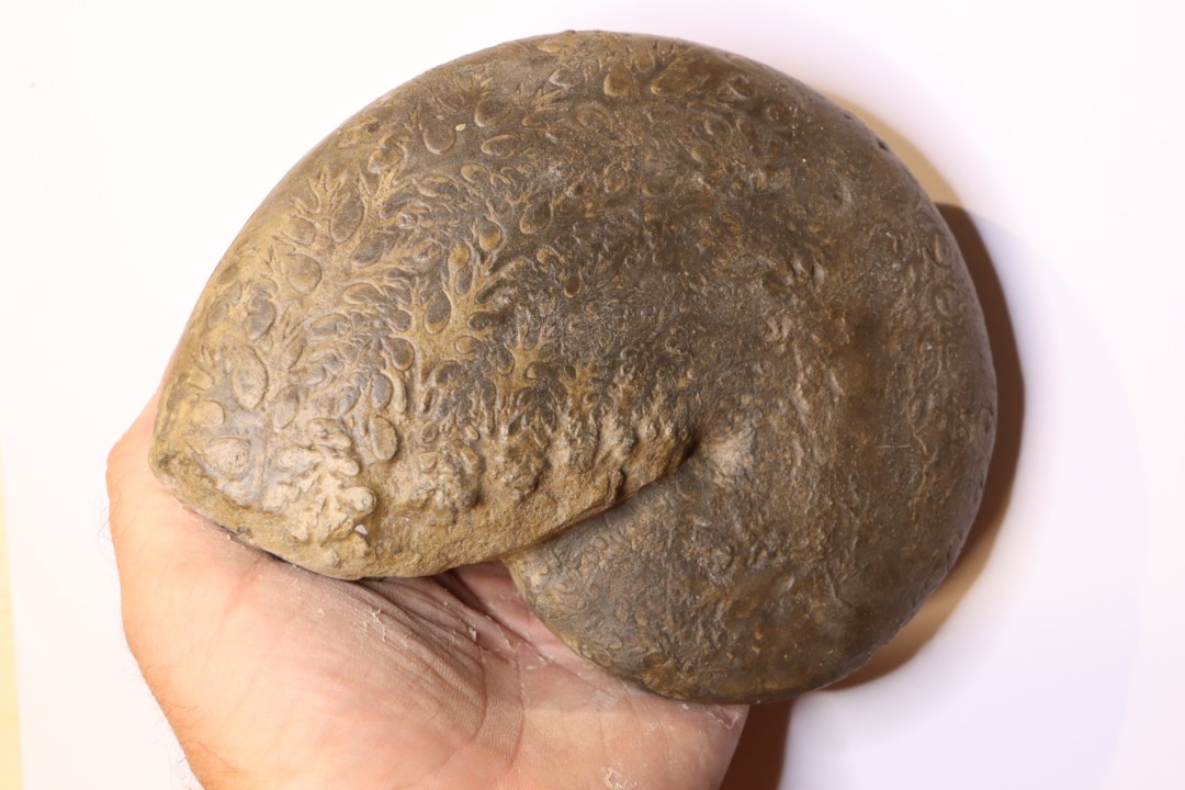 Phylloceras heterophyllum  toarcien  Roanne, 42, FRANCE