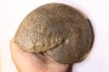 Phylloceras heterophyllum toarcien Roanne, 42, FRANCE
