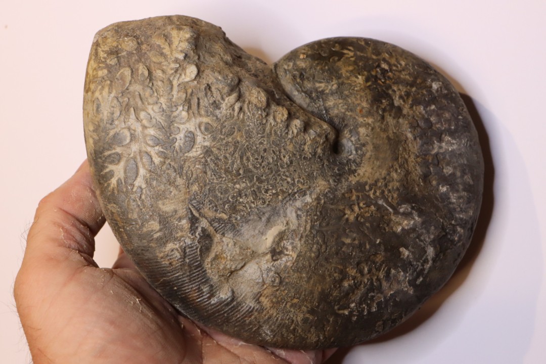 Phylloceras heterophyllum  toarcien  Roanne, 42, FRANCE