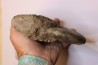 Phylloceras heterophyllum toarcien Roanne, 42, FRANCE
