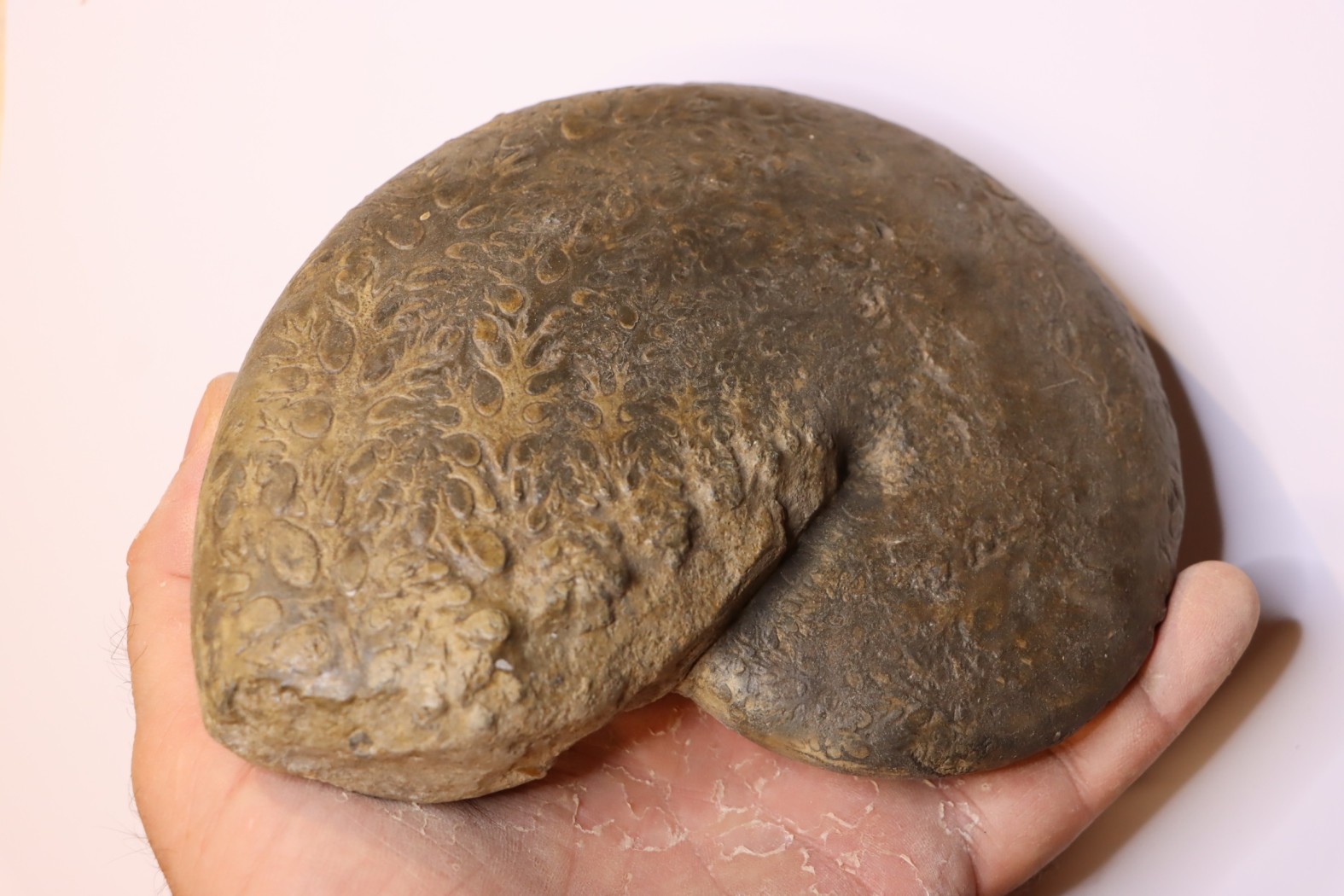 Phylloceras heterophyllum toarcien Roanne, 42, FRANCE