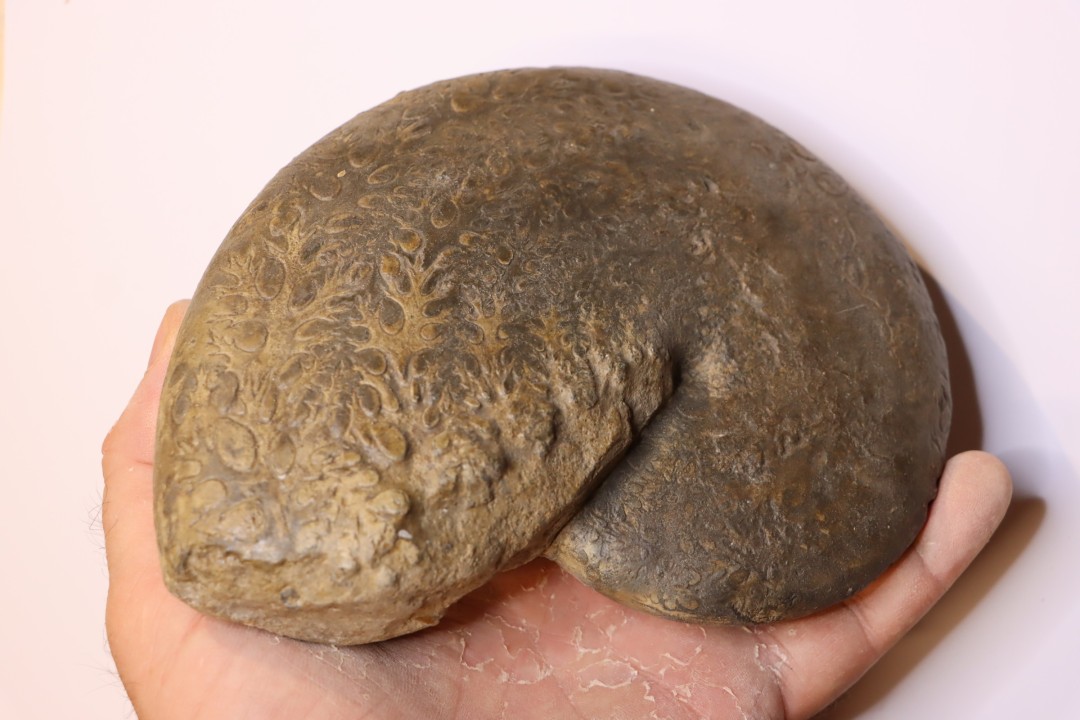 Phylloceras heterophyllum  toarcien  Roanne, 42, FRANCE