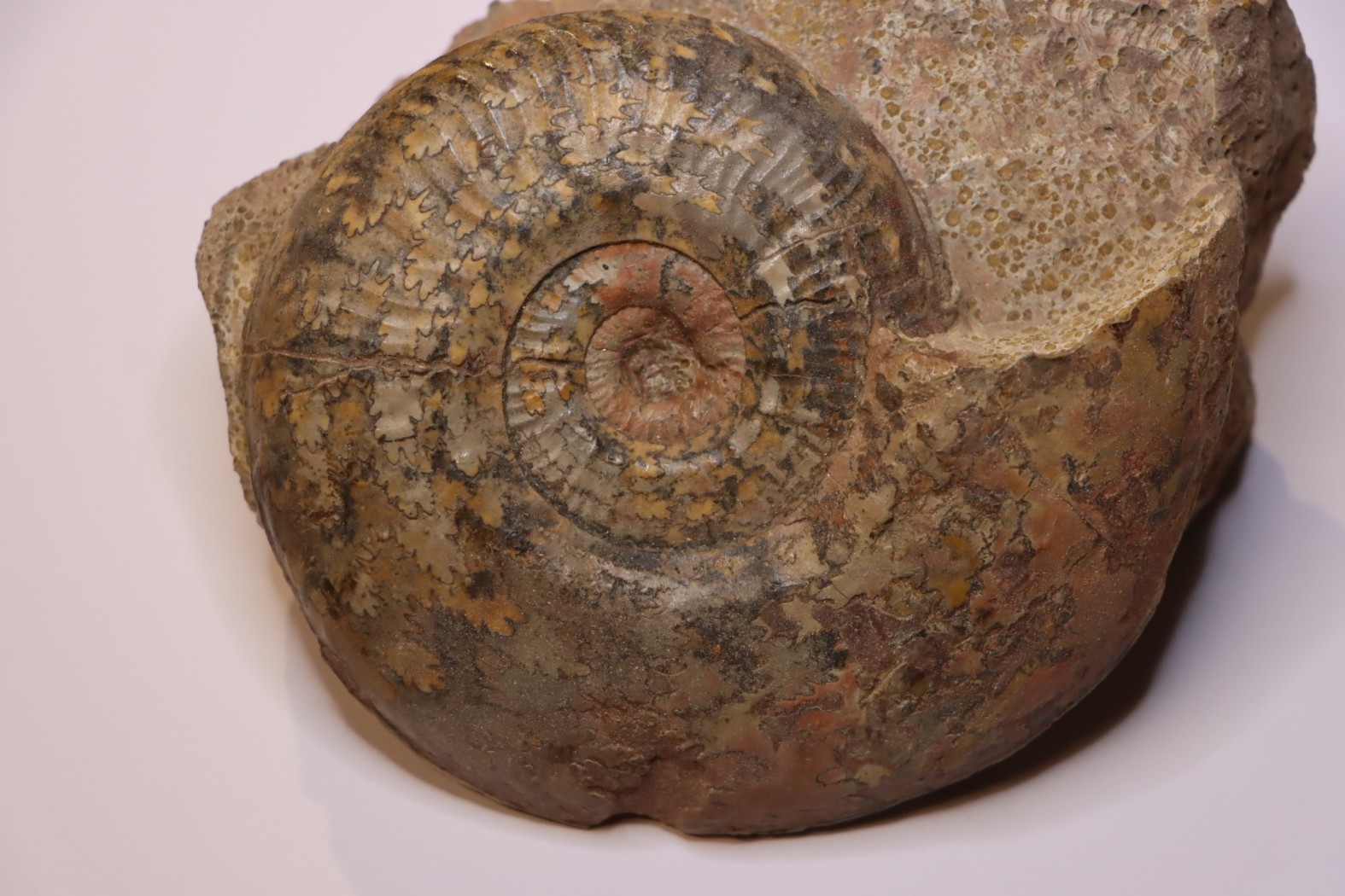 Phlyseogrammoceras dispansum - TOARCIEN - Carriere Belmont - LYON - FRANCE