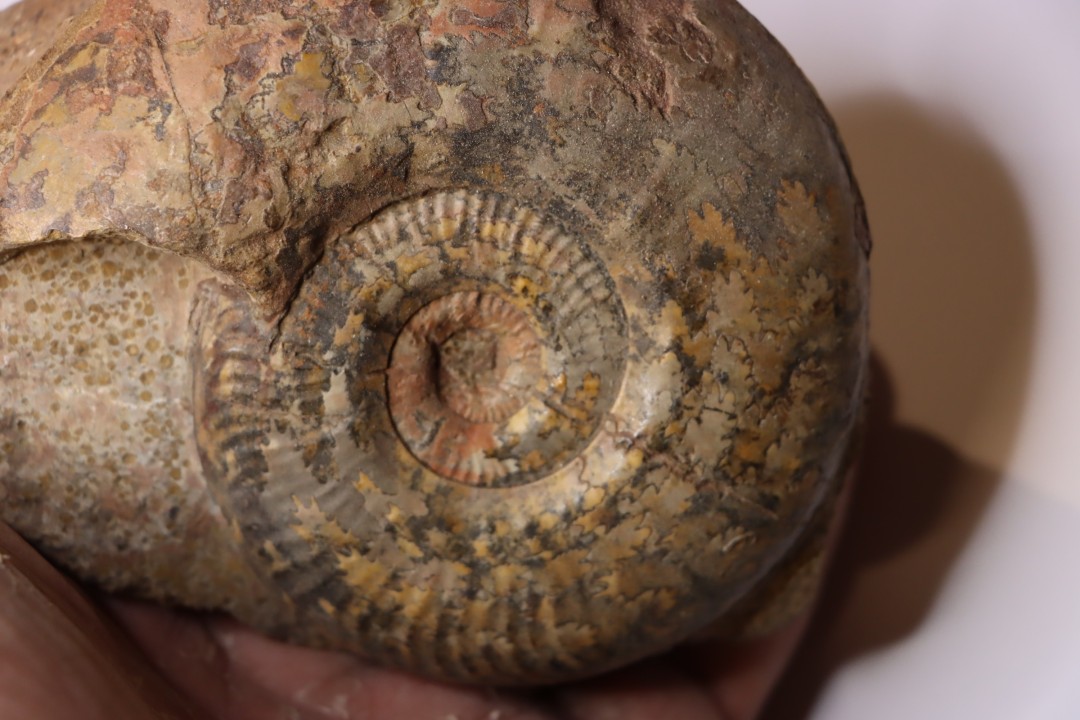 Phlyseogrammoceras dispansum -  TOARCIAN  - Carriere Belmont - LYON - FRANCE