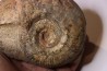 Phlyseogrammoceras dispansum -  TOARCIAN  - Carriere Belmont - LYON - FRANCE