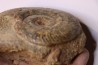 Phlyseogrammoceras dispansum -  TOARCIAN  - Carriere Belmont - LYON - FRANCE