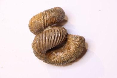 Eubostrychoceras  otsukai (Yabe 1904)   campanian     Belo sur Tsiribihina, Madagascar
