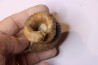 Eubostrychoceras otsukai (Yabe 1904) campanian Belo sur Tsiribihina, Madagascar
