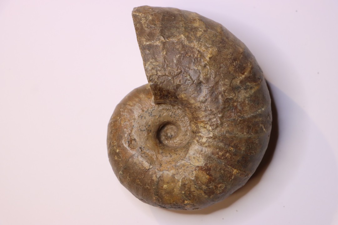 Eupachydiscus Grossouvrei (Kossmat)    middle Campanian  Ambaravarantamy, – MADAGASCAR