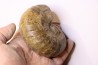 Eupachydiscus Grossouvrei (Kossmat) middle Campanian Ambaravarantamy, – MADAGASCAR