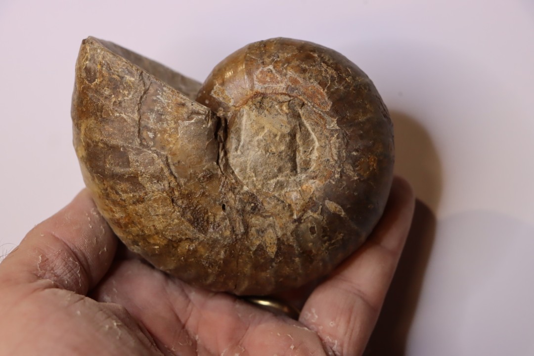 Eupachydiscus Grossouvrei (Kossmat)    middle Campanian  Ambaravarantamy, – MADAGASCAR