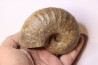 Eupachydiscus Grossouvrei (Kossmat) middle Campanian Ambaravarantamy, – MADAGASCAR