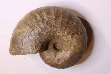 Eupachydiscus Grossouvrei (Kossmat)    middle Campanian  Ambaravarantamy, – MADAGASCAR