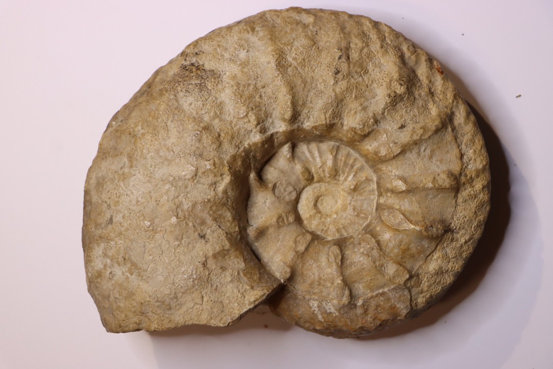 Acanthodiscus radiatus  Hauterivien  Greoux les Bains, 04 - FRANCE