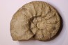 Acanthodiscus radiatus Hauterivien Greoux les Bains, 04 - FRANCE