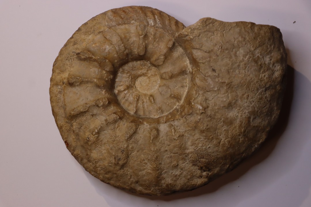 Acanthodiscus radiatus  Hauterivien  Greoux les Bains, 04 - FRANCE