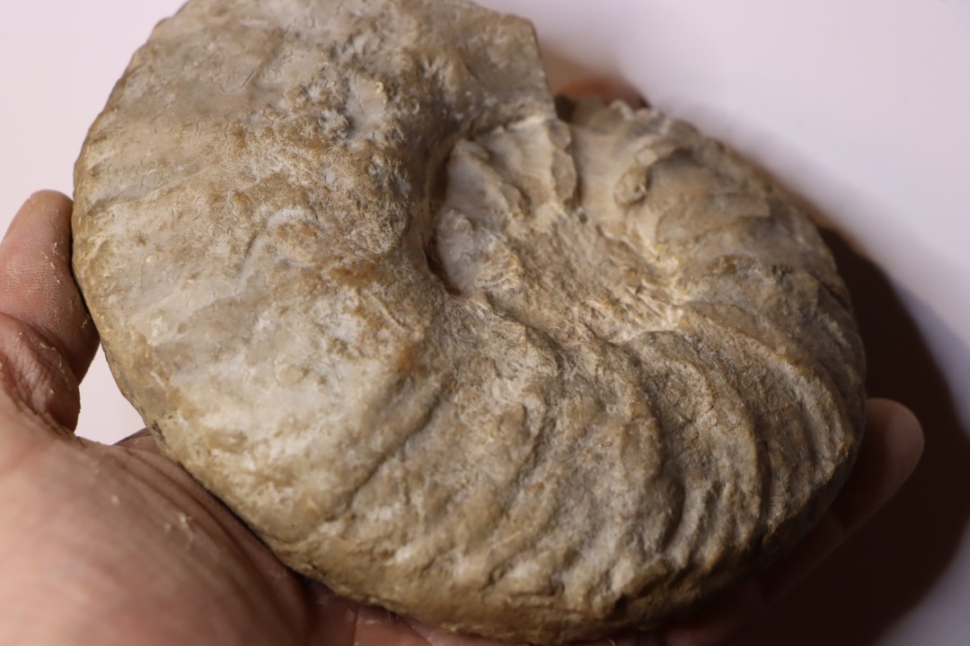 Acanthodiscus radiatus  Hauterivien  Greoux les Bains, 04 - FRANCE