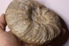 Acanthodiscus radiatus Hauterivien Greoux les Bains, 04 - FRANCE