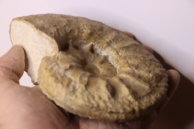 Acanthodiscus radiatus  Hauterivien  Greoux les Bains, 04 - FRANCE