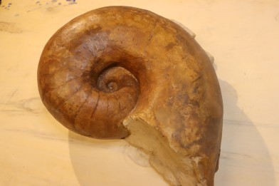 Nautile:  Digonioceras excavatum (Sowerby, 1826)  Bajocien  Normandie - FRANCE