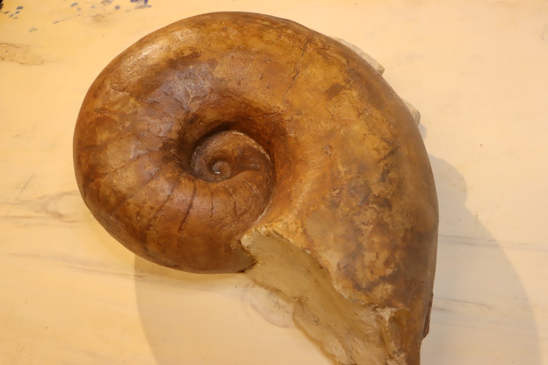 Nautile:  Digonioceras excavatum (Sowerby, 1826)  Bajocien  Normandie - FRANCE