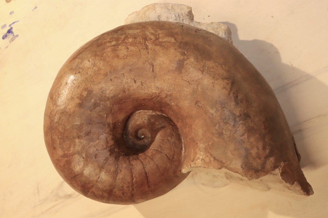 Nautile:  Digonioceras excavatum (Sowerby, 1826)  Bajocien  Normandie - FRANCE