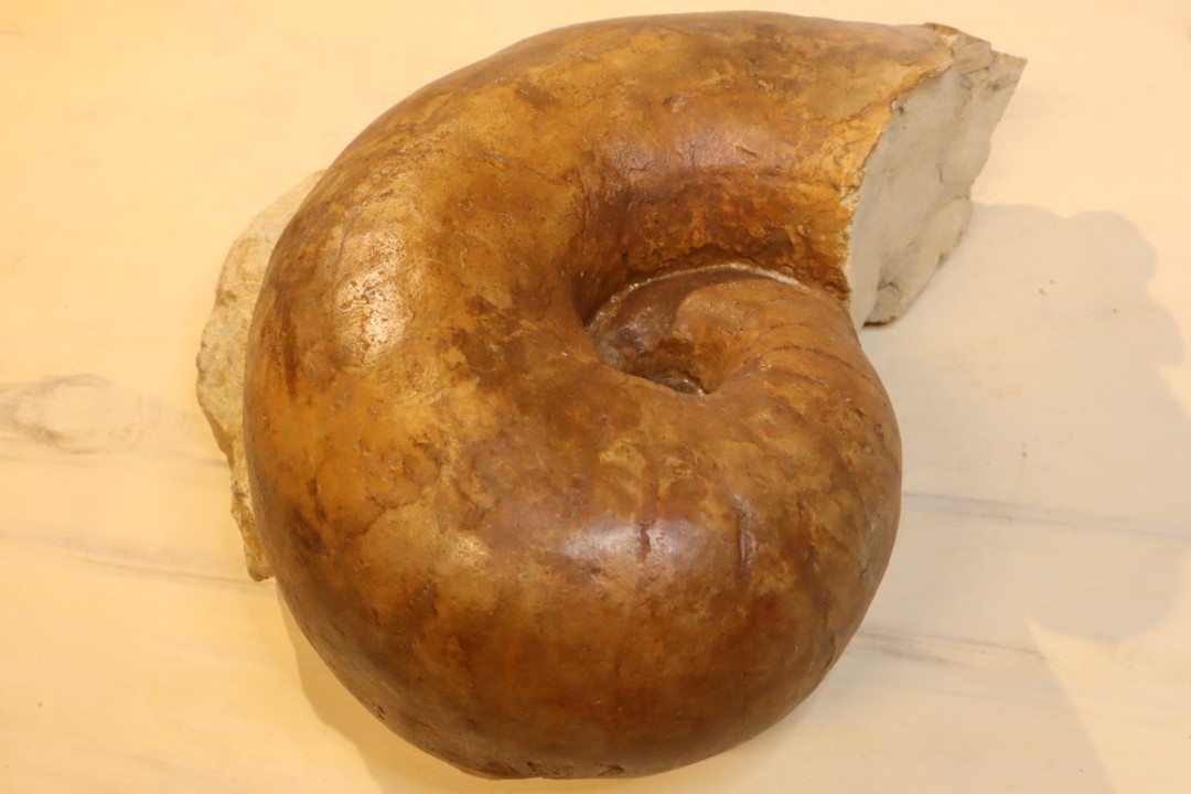 Nautile:  Digonioceras excavatum (Sowerby, 1826)  Bajocien  Normandie - FRANCE