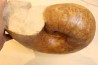 Nautile: Digonioceras excavatum (Sowerby, 1826) Bajocien Normandie - FRANCE