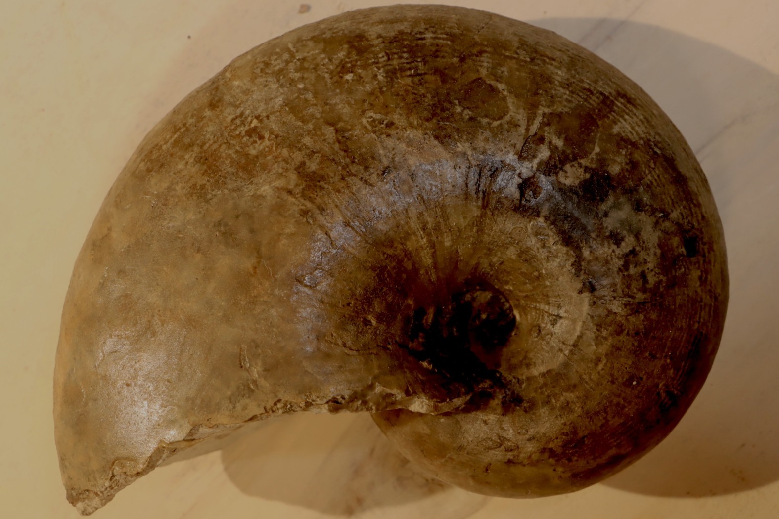 nautile: Cenoceras striatum (Sowerby) carixien Fresnay le Puceux, 14 – FRANCE