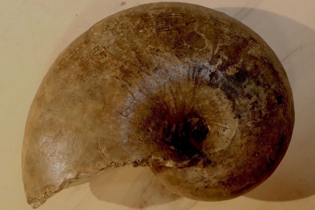 nautile: Cenoceras striatum (Sowerby) carixien  Fresnay le Puceux, 14 – FRANCE