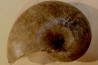 nautile: Cenoceras striatum (Sowerby) carixien Fresnay le Puceux, 14 – FRANCE