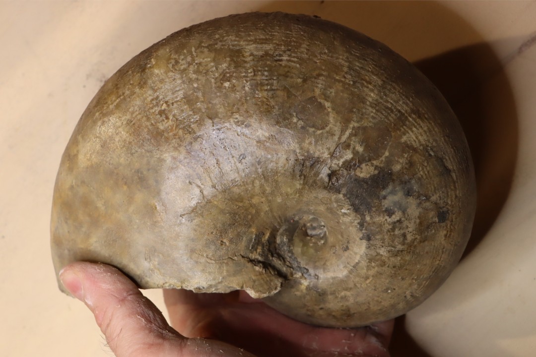 nautile: Cenoceras striatum (Sowerby) carixien  Fresnay le Puceux, 14 – FRANCE