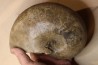 nautile: Cenoceras striatum (Sowerby) carixien Fresnay le Puceux, 14 – FRANCE